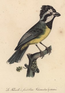 Сорокопут белолобый (Falcunculus frontatus (лат.)) (лист из альбома литографий "Галерея птиц... королевского сада", изданного в Париже в 1822 году)