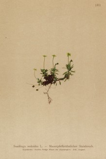 Камнеломка очитковидная (Saxifraga sedoides (лат.)) (из Atlas der Alpenflora. Дрезден. 1897 год. Том II. Лист 181)