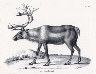 Северный олень летом (лист 62 первого тома работы профессора Шинца Naturgeschichte und Abbildungen der Menschen und Säugethiere..., вышедшей в Цюрихе в 1840 году)