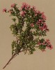 Луазелеурия лежачая (Loiseleuria procumbens (лат.)), часто этот цветок называют северным рододендроном (из Atlas der Alpenflora. Дрезден. 1897 год. Том III. Лист 294)