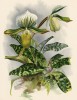 Орхидея CYPRIPEDUM LAWRENCEANUM (лат.) (лист DXLVI Lindenia Iconographie des Orchidées - обширнейшей в истории иконографии орхидей. Брюссель, 1897)