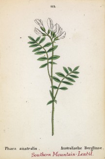 Астрагал австралийский (Phaca australis (лат.)) (лист 115 известной работы Йозефа Карла Вебера "Растения Альп", изданной в Мюнхене в 1872 году)