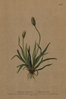 Подорожник альпийский (Plantago alpina (лат.)) (из Atlas der Alpenflora. Дрезден. 1897 год. Том V. Лист 403)