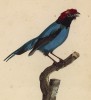 Бразильский манакин-самец (лист из альбома литографий "Галерея птиц... королевского сада", изданного в Париже в 1822 году)