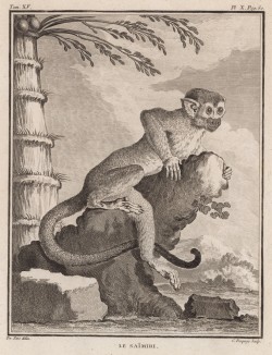 Саймири, или беличья обезьяна (лист X иллюстраций к пятнадцатому тому знаменитой "Естественной истории" графа де Бюффона, изданному в Париже в 1767 году)
