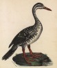 Африканский лапчатоног (лист из альбома литографий "Галерея птиц... королевского сада", изданного в Париже в 1825 году)