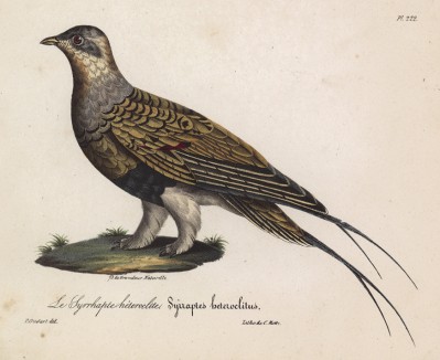 Копытка из семейства рябков (лист из альбома литографий "Галерея птиц... королевского сада", изданного в Париже в 1825 году)