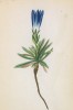 Горечавка Фроелиха (Gentiana Froelichii (лат.)) (лист 283 известной работы Йозефа Карла Вебера "Растения Альп", изданной в Мюнхене в 1872 году)