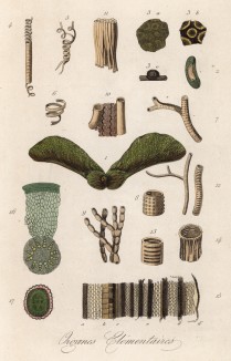 Ткани растений (иллюстрация к работе Ахилла Конта Musée d'histoire naturelle, изданной в Париже в 1854 году)