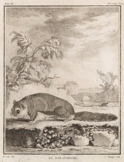 Летяга (лист L иллюстраций к третьему тому знаменитой "Естественной истории" графа де Бюффона, изданному в Париже в 1750 году)