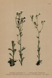 Камнеломка приподнимающаяся (Saxifraga adscendens (лат.)) (из Atlas der Alpenflora. Дрезден. 1897 год. Том II. Лист 178)