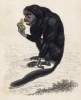 Чёртов саки, или чёртова обезьяна (Pithecia satanas (лат.)) (лист 25 тома II "Библиотеки натуралиста" Вильяма Жардина, изданного в Эдинбурге в 1833 году)