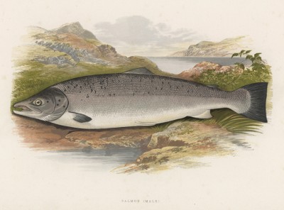 Лосось-самец (иллюстрация к "Пресноводным рыбам Британии" -- одной из красивейших работ 70-х гг. XIX века, выполненных в технике хромолитографии)