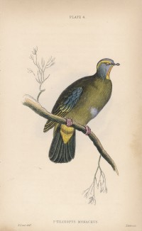Сероголовый фруктовый голубь (Ptilinopus monachus (лат.)) (лист 4 тома XIX "Библиотеки натуралиста" Вильяма Жардина, изданного в Эдинбурге в 1843 году)