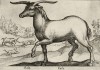 Eale (ст. ит.) -- лошадь с рогами (лист из альбома Nova raccolta de li animali piu curiosi del mondo disegnati et intagliati da Antonio Tempesta... Рим. 1651 год)