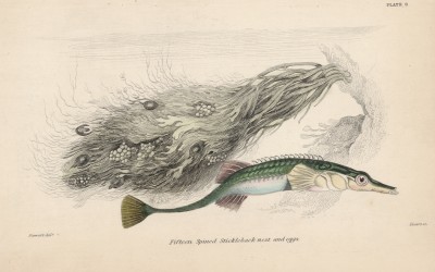 Морская длиннорылая колюшка (Gasterosteus Spinachia (лат.)) (лист 6 XXXII тома "Библиотеки натуралиста" Вильяма Жардина, изданного в Эдинбурге в 1843 году)