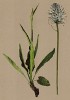 Кольник буквицелистный (Phyteuma betonicaefolium (лат.)) (из Atlas der Alpenflora. Дрезден. 1897 год. Том V. Лист 435)