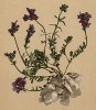 Льнянка альпийская (Linaria alpina (лат.)) (из Atlas der Alpenflora. Дрезден. 1897 год. Том IV. Лист 367)