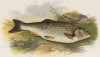 Голавль (иллюстрация к "Пресноводным рыбам Британии" -- одной из красивейших работ 70-х гг. XIX века, выполненных в технике хромолитографии)
