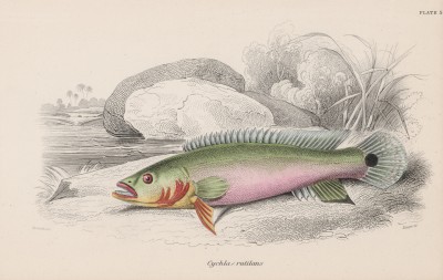 Цихла красноротая (Cychla rutilans (лат.)) (лист 5 тома XL "Библиотеки натуралиста" Вильяма Жардина, изданного в Эдинбурге в 1860 году)