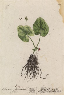 Садовое растение копытень европейский (Asarum (лат.)) (лист 359 "Гербария" Элизабет Блеквелл, изданного в Нюрнберге в 1757 году)