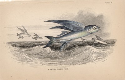 Двукрылая летучая рыба (Exocetus volitans (лат.)) из семейства Exocoetidae (летучие рыбы) (лист 8 тома XXVIII "Библиотеки натуралиста" Вильяма Жардина, изданного в Эдинбурге в 1843 году)
