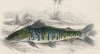 Тигровый сурибум (Platystoma tigrinum (лат.)) (лист 8 XXXIX тома "Библиотеки натуралиста" Вильяма Жардина, изданного в Эдинбурге в 1860 году)