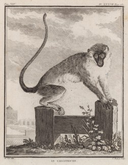Обезьяна Callitriche (фр.) (лист XXXVII иллюстраций к четырнадцатому тому знаменитой "Естественной истории" графа де Бюффона, изданному в Париже в 1766 году)