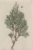 Можжевельник (Juniperus (лат.)) — род вечнозелёных хвойных кустарников и деревьев семейства кипарисовые с мягкой шишкой -- шишкоягодой (лист 214 "Гербария" Элизабет Блеквелл, изданного в Нюрнберге в 1757 году)