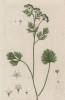 Анис обыкновенный, или бедренец анисовый ( Pimpinella anisum (лат.)) — однолетнее травянистое растение, пряность; вид рода бедренец семейства зонтичные (лист 374 "Гербария" Элизабет Блеквелл, изданного в Нюрнберге в 1757 году)