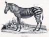 Das Zebra (лист 54 первого тома работы профессора Шинца Naturgeschichte und Abbildungen der Menschen und Säugethiere..., вышедшей в Цюрихе в 1840 году)