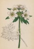 Ветреница, или анемона пучковая (нарциссоцветная) (Anemone narcissiflora (лат.)) (лист 5 известной работы Йозефа Карла Вебера "Растения Альп", изданной в Мюнхене в 1872 году)