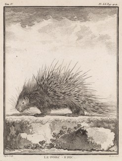 Дикобраз (лист LI иллюстраций к пятому тому знаменитой "Естественной истории" графа де Бюффона, изданному в Париже в 1755 году)
