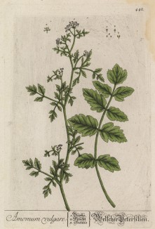 Амомум (лат. Amomum) — род растений семейства имбирные (лист 442 "Гербария" Элизабет Блеквелл, изданного в Нюрнберге в 1760 году)