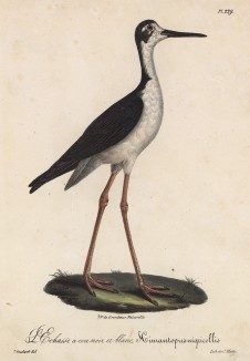 Ходулочник с чёрно-белой шеей (лист из альбома литографий "Галерея птиц... королевского сада", изданного в Париже в 1825 году)
