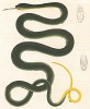 Южно-американская змея Coluber bicarinatus (лат.) (из работы "Естественная история Бразилии" почётного члена Российской академии наук принца Максимилиана фон Вид-Нойвида. Веймар. 1824 год)