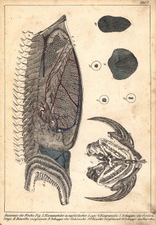Анатомия рыбы: 5.жаберный скелет; 6.внутренние органы; 7.чешуйка пескаря; 8.она же, увеличенная; 9.чешуйка линя; 10.она же, с увеличением; 11.чешуйка окуня. Die Fische dargestellt in getreuen Abbildungen und mit ausführlicher…, л.2. Лейпциг, 1840