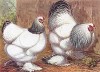 Курица и петух породы светлая брама. The New Book of Poultry. Лондон, 1902