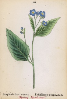 Пупочник весенний (Omphalodes verna (лат.)) (лист 296 известной работы Йозефа Карла Вебера "Растения Альп", изданной в Мюнхене в 1872 году)