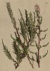 Мирикария германская (Myricaria germanica (лат.)) (из Atlas der Alpenflora. Дрезден. 1897 год. Том III. Лист 267)