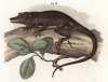 Земляная игуана Deiroptyx (Anolis) vermiculatus (лат.), живущая на Кубе (из Naturgeschichte der Amphibien in ihren Sämmtlichen hauptformen. Вена. 1864 год)