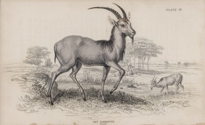 Бородатая антилопа (Antilopа barbata (лат.)) из Южной Африки (лист 23 тома XI "Библиотеки натуралиста" Вильяма Жардина, изданного в Эдинбурге в 1843 году)