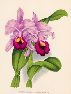 Орхидея CATTLEYA TRIANAE TRIUMPHANS (лат.) (лист DCCXCVII Lindenia Iconographie des Orchidées - обширнейшей в истории иконографии орхидей. Брюссель, 1903)