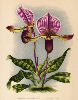 Орхидея CYPRIPEDIUM LAWRENCEANUM TRIEUANUM (лат.) (лист DLXXV Lindenia Iconographie des Orchidées - обширнейшей в истории иконографии орхидей. Брюссель, 1897)