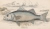 Морской окунь (Labrax lupus (лат.)) (лист 2 XXIX тома "Библиотеки натуралиста" Вильяма Жардина, изданного в Эдинбурге в 1835 году