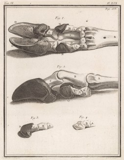 Строение копыт (лист XIX иллюстраций к шестому тому знаменитой "Естественной истории" графа де Бюффона, изданному в Париже в 1756 году)