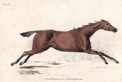 Лошадь, скачущая галопом. Из альбома литографий Генри Алкена The Beauties and Defects in the Figure of the Horse, л.13. Лондон, 1816