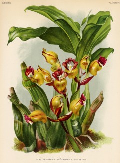 Орхидея ACANTHEPHIPPIUM MANTINIANUM (лат.) (лист DXXXVI Lindenia Iconographie des Orchidées - обширнейшей в истории иконографии орхидей. Брюссель, 1896)