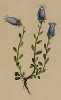 Колокольчик Зойса (Campanula Zoysii (лат.)) (из Atlas der Alpenflora. Дрезден. 1897 год. Том V. Лист 427)