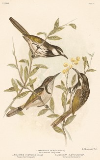 1,2. Белощекая медовка, Meliornis sericea или Meliornis mystacalis. 3.Золотокрылая медовка, Lichmera australasiana (лат.). G.J.Broinowski. The Birds of Australia comprising three hundred full-pagе illustrations... Т.IV, л.XXXI. Мельбурн, 1890